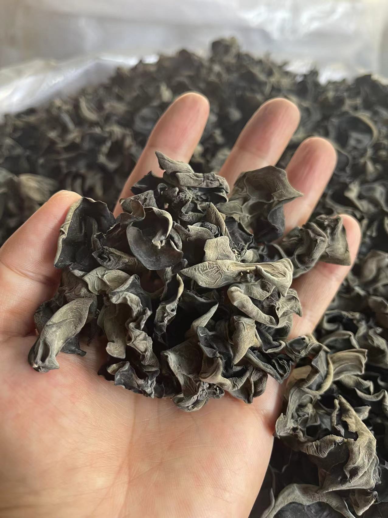 Black fungus wholesale 3 Black fungus wholesale - Image 3