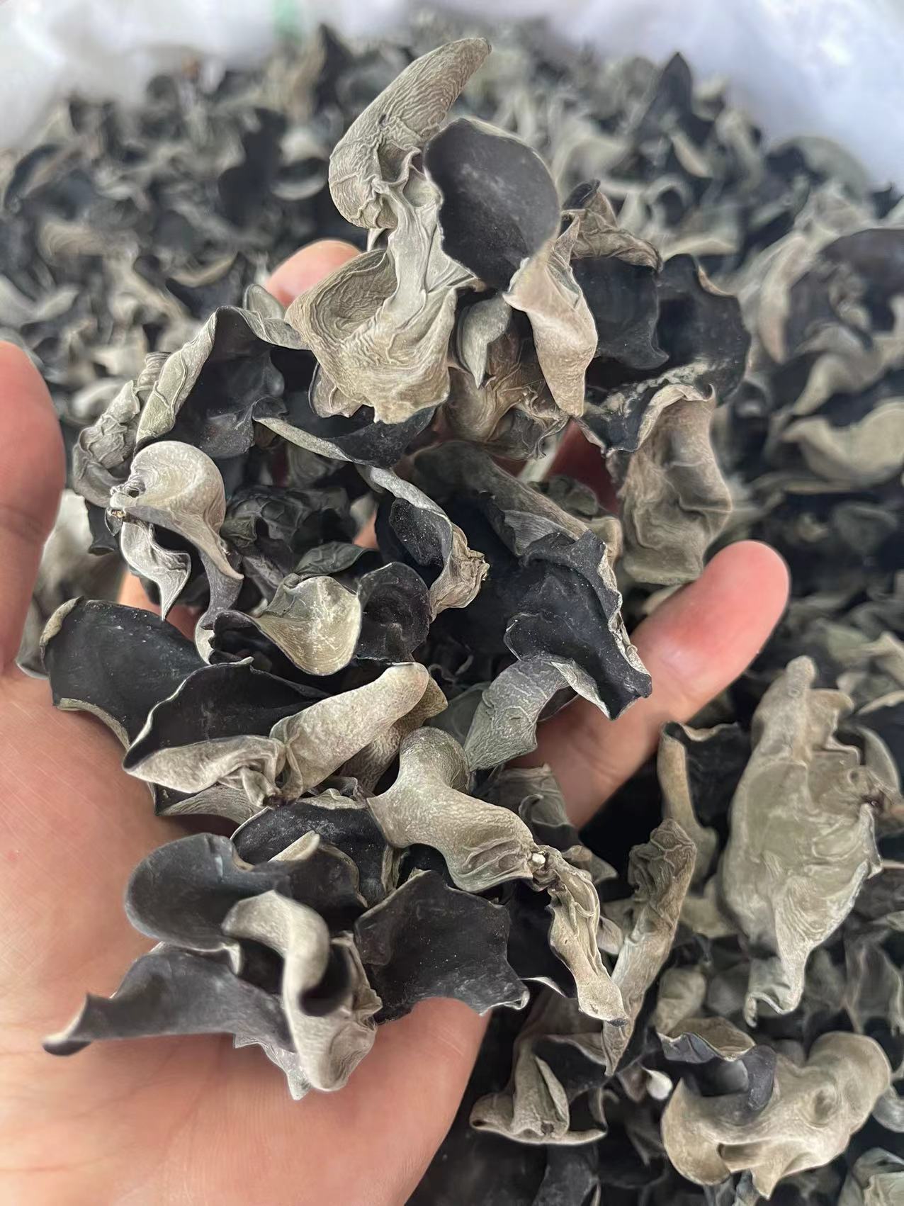 Black fungus wholesale 4 Black fungus wholesale - Image 4