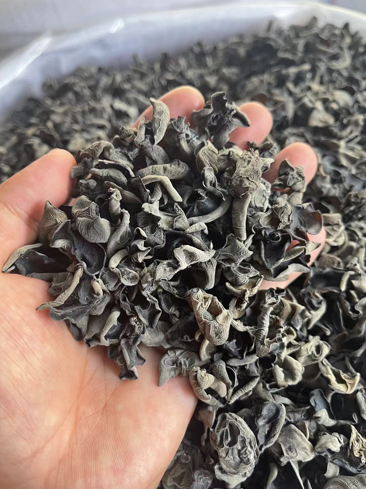 Black fungus wholesale 5 Black fungus wholesale - Image 5