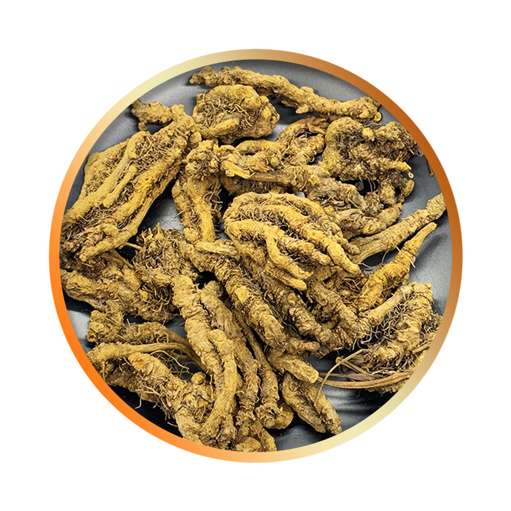 herb Coptis chinensis Good medicine for clearing heat and detoxifying