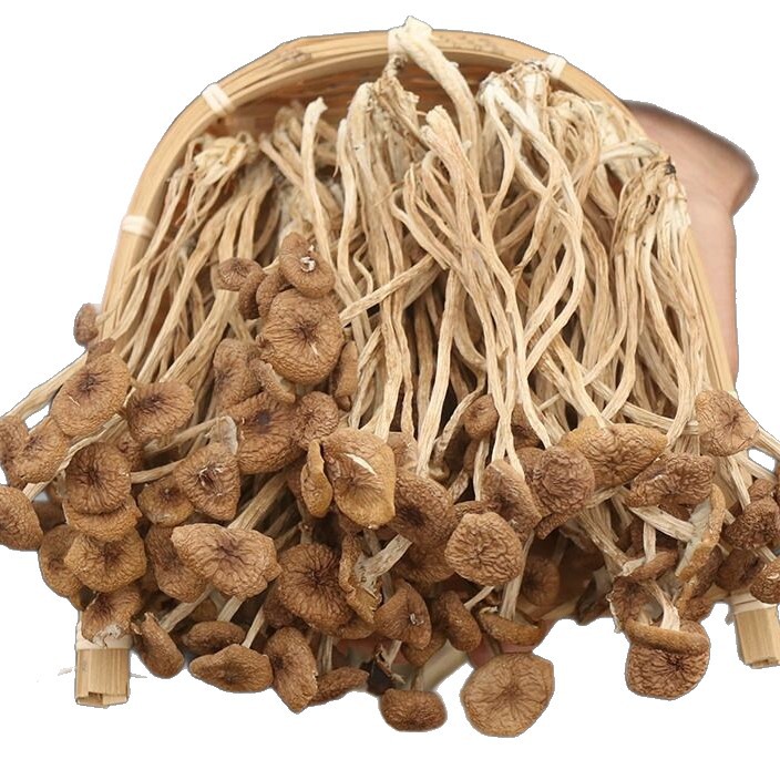 Dried Agrocybe aegerita Natural Tea Tree mashroom 6 Dried Agrocybe aegerita Natural Tea Tree mashroom - Image 6