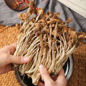 Dried Agrocybe aegerita Natural Tea Tree mashroom