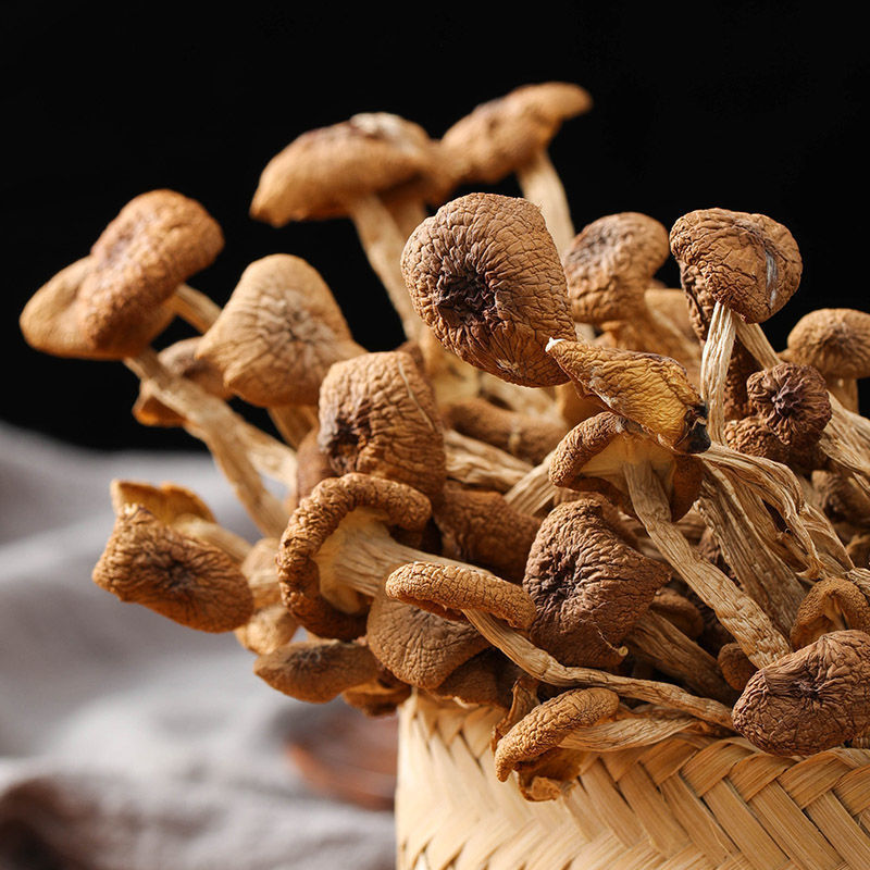 Dried Agrocybe aegerita Natural Tea Tree mashroom