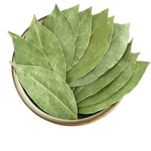 Laurus nobilis bay leaf