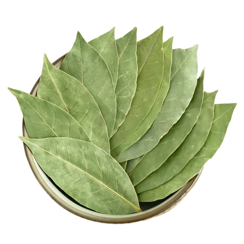 Laurus nobilis bay leaf