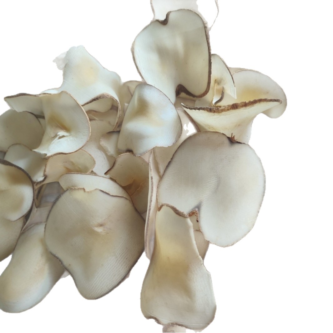 Sea coconut 1 Sea coconut