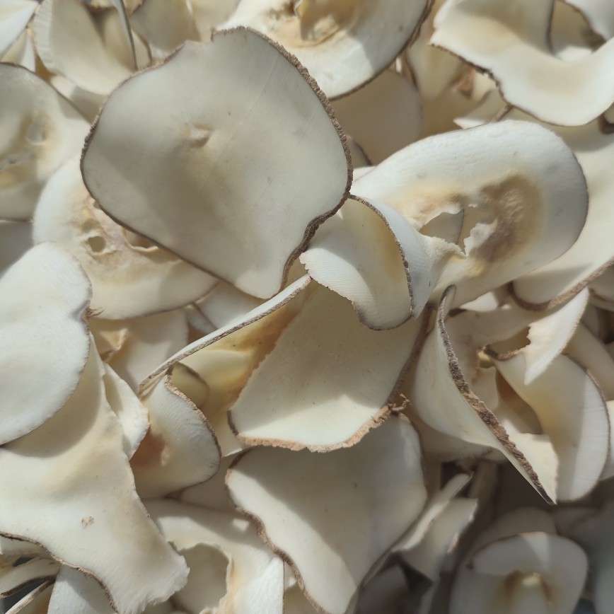 Sea coconut 5 Sea coconut - Image 5