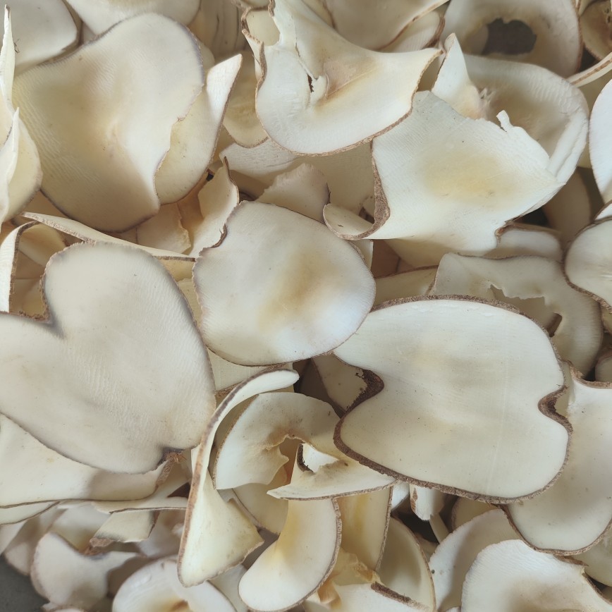 Sea coconut