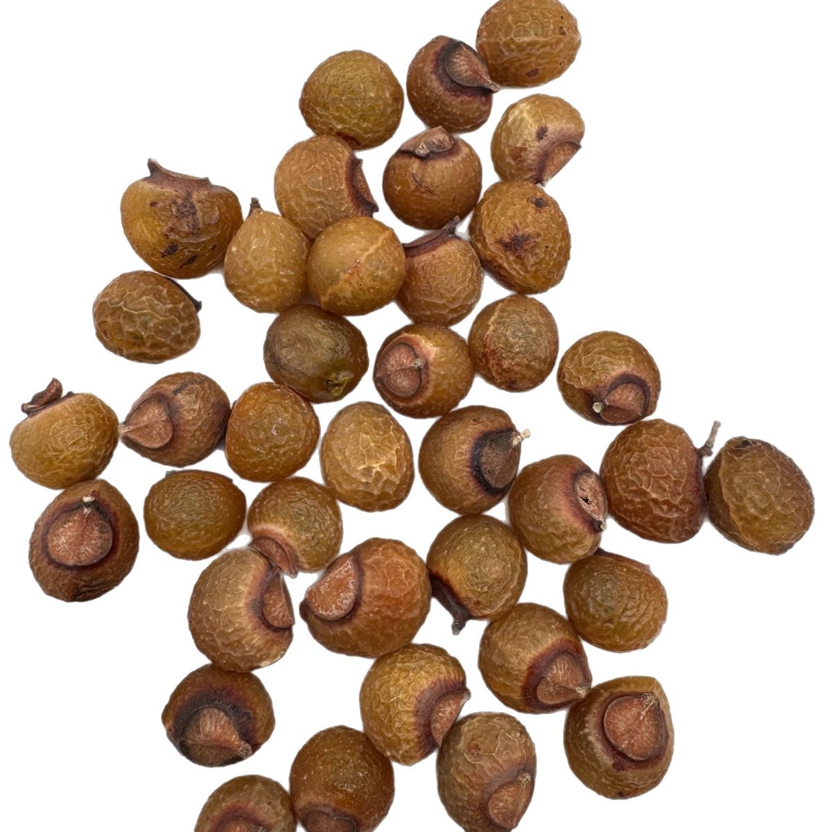 Soapberry Fruit 7 Soapberry Fruit - Image 7
