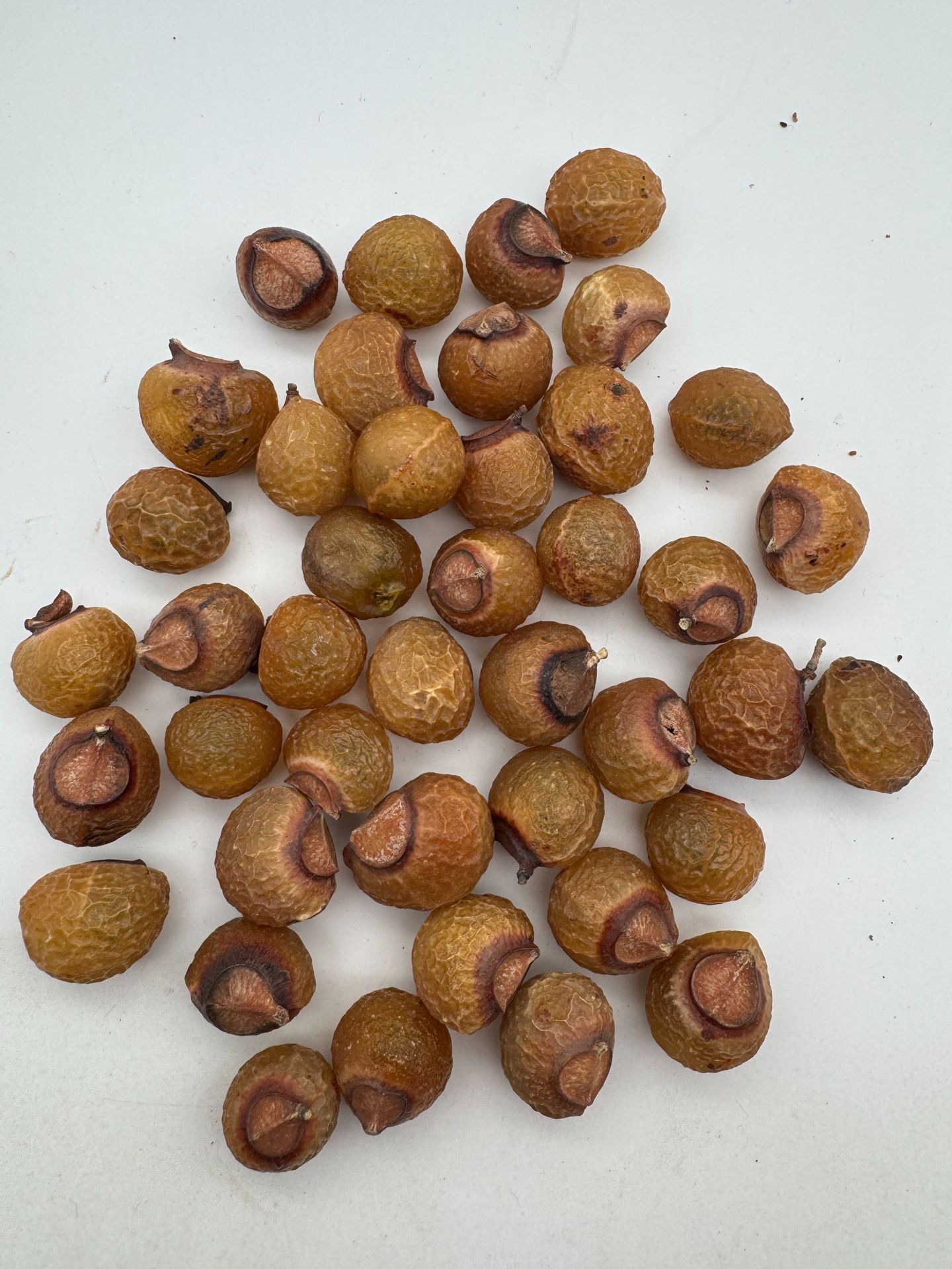 Soapberry Fruit 3 Soapberry Fruit - Image 3