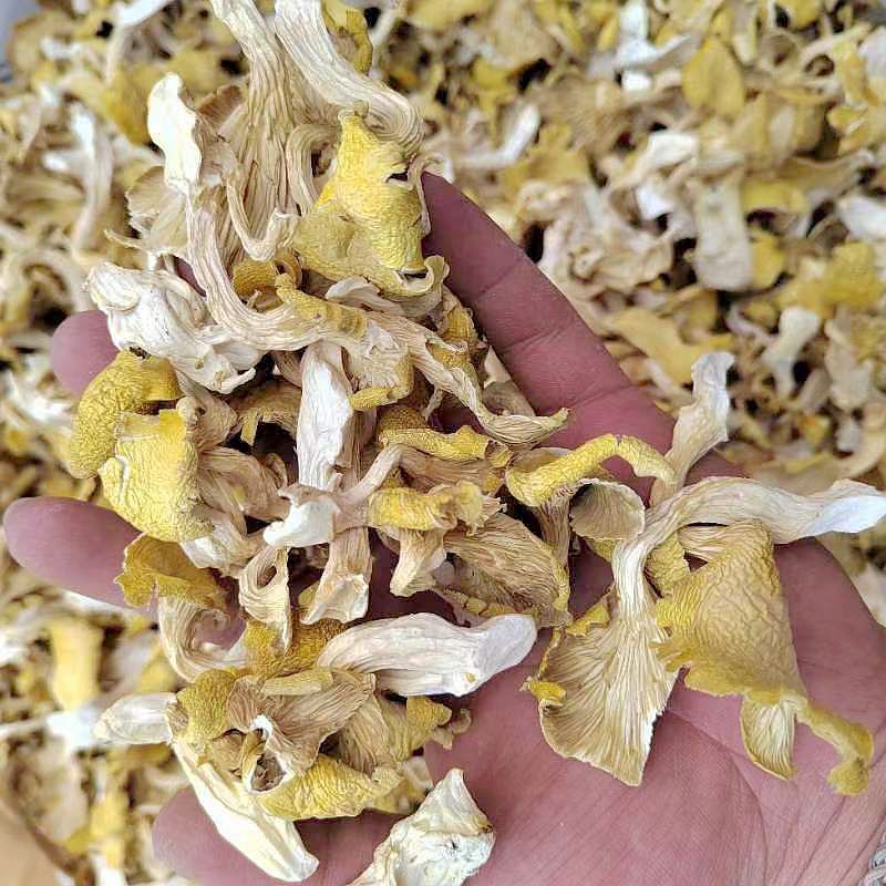 china yunnan dired Chanterelle‌