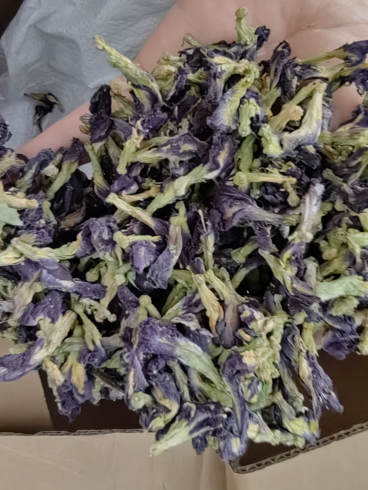 chinese herbal medicine Butterfly Pea Flowers tea 7 chinese herbal medicine Butterfly Pea Flowers tea - Image 7