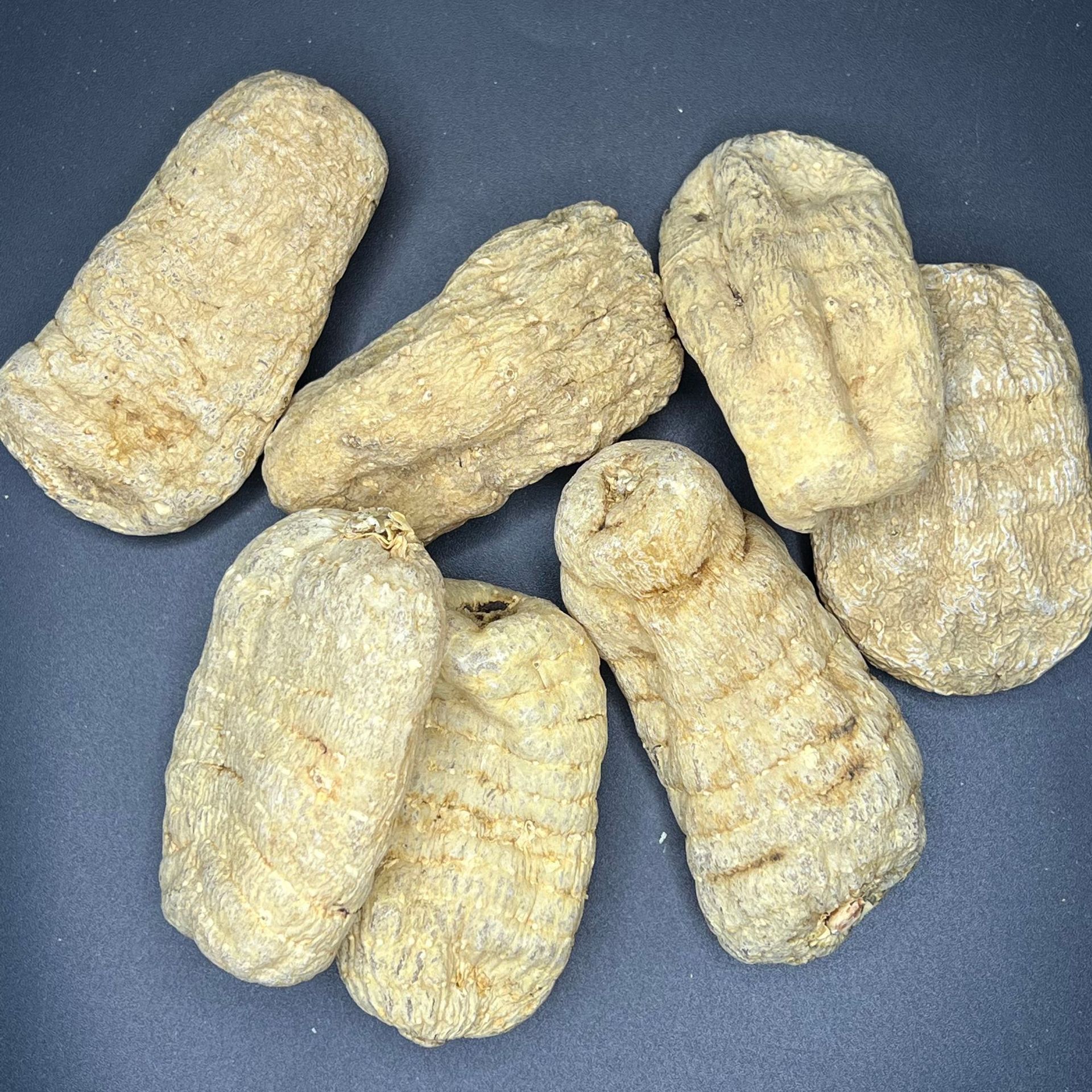 chinese herbal medicine  yunnan Gastrodia elata