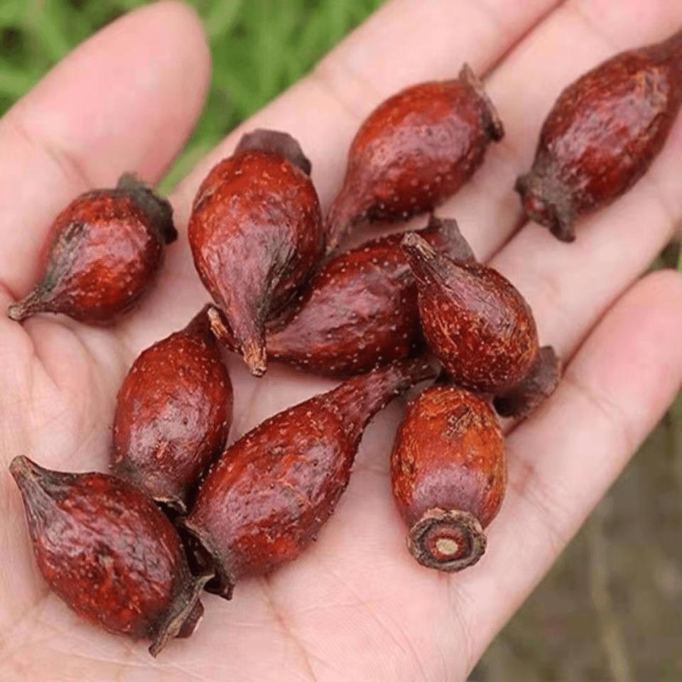 chinese herbal medicine Nature Dried Cherokee Rose Fructus Rosae Laevigatae 5 chinese herbal medicine Nature Dried Cherokee Rose Fructus Rosae Laevigatae - Image 5
