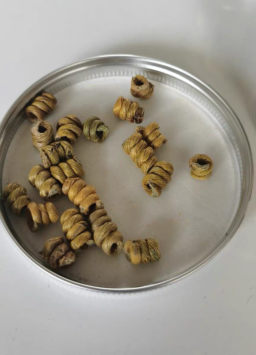 chinese herbal medicine Organic Dried Dendrobium Officinale 8 chinese herbal medicine Organic Dried Dendrobium Officinale - Image 8