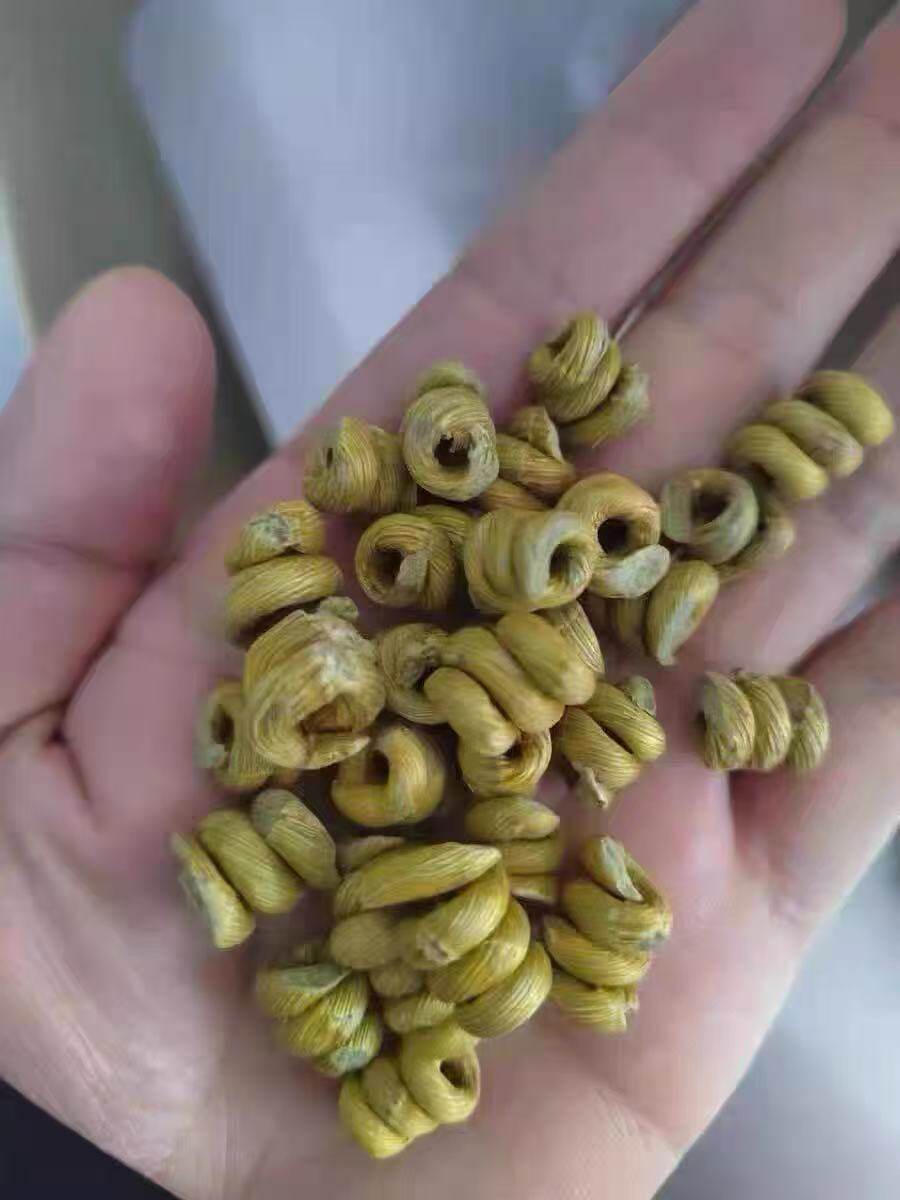 chinese herbal medicine Organic Dried Dendrobium Officinale 5 chinese herbal medicine Organic Dried Dendrobium Officinale - Image 5
