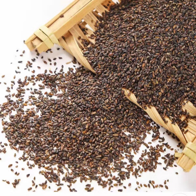 chinese herbal medicine Plantain Seeds 500g 5 chinese herbal medicine Plantain Seeds 500g - Image 5