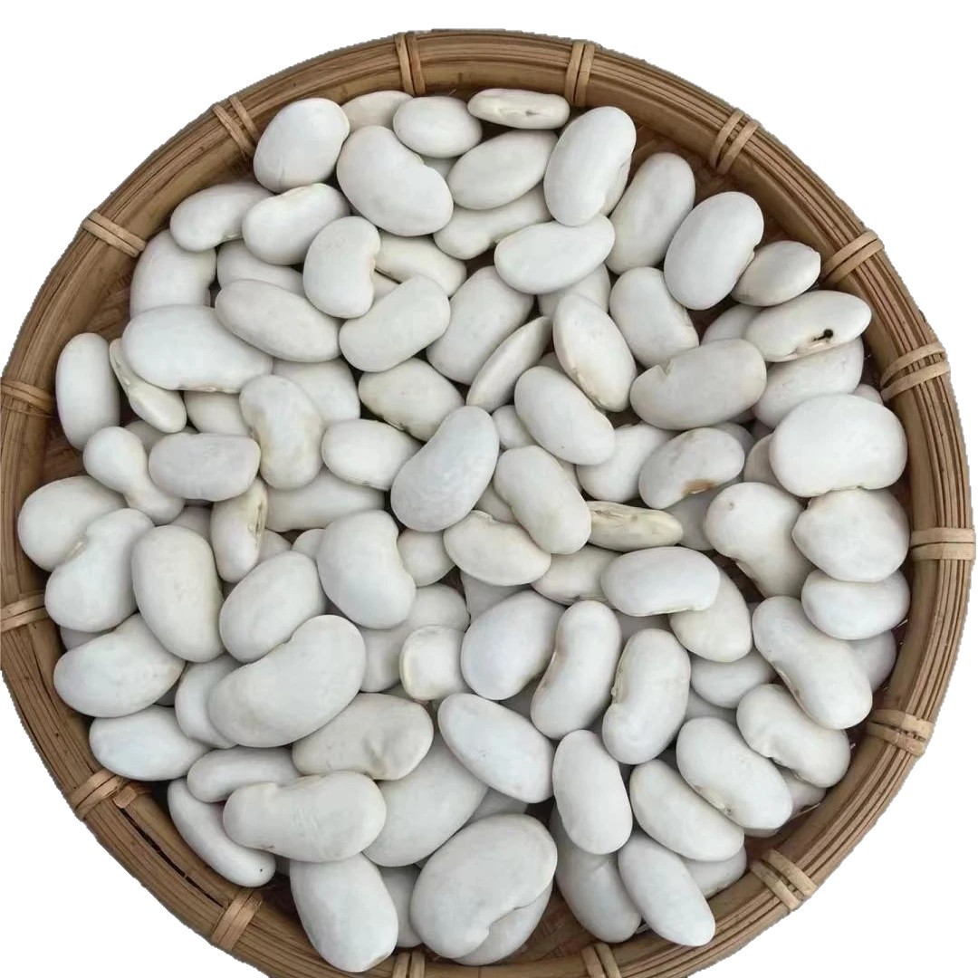 chinese herbal medicine White Kidney Bean 3 chinese herbal medicine White Kidney Bean - Image 3