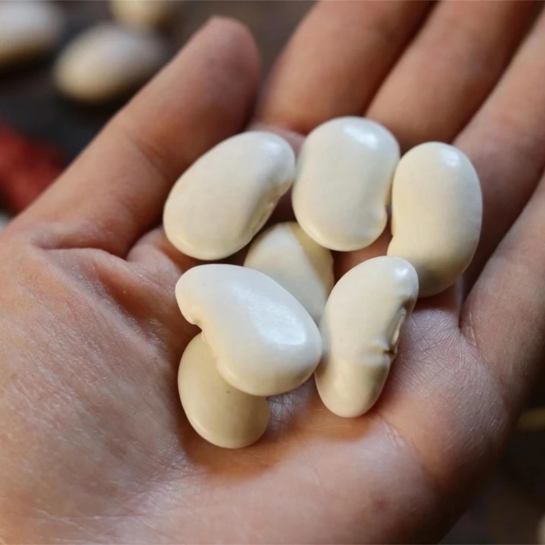 chinese herbal medicine White Kidney Bean 4 chinese herbal medicine White Kidney Bean - Image 4
