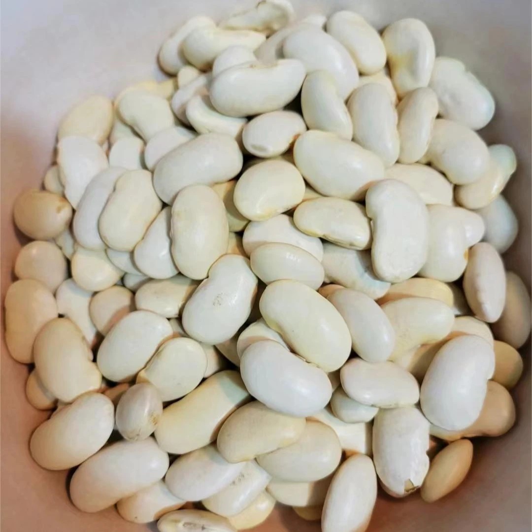 chinese herbal medicine White Kidney Bean 5 chinese herbal medicine White Kidney Bean - Image 5