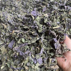 chinese herbal medicine dried Perilla leaves