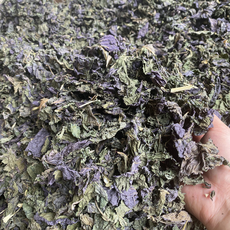 chinese herbal medicine dried Perilla leaves
