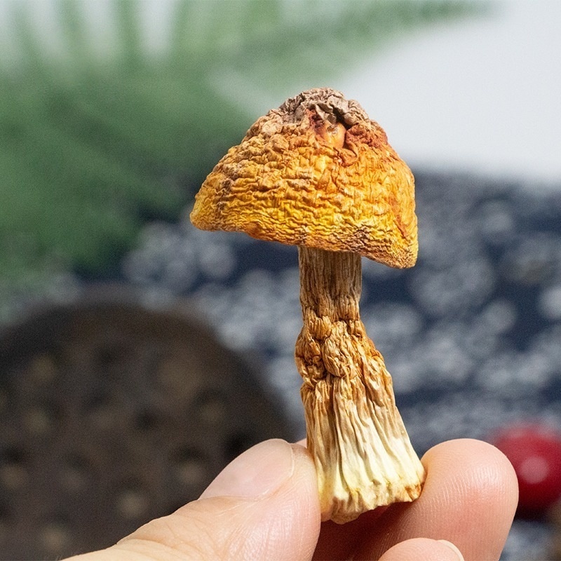 dried Matsutake‌ mushroom 500g