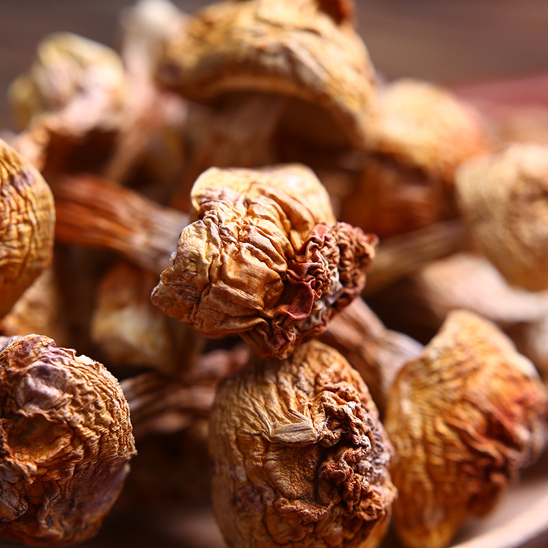 mushroom dried Matsutake fungus 4 mushroom dried Matsutake fungus - Image 4