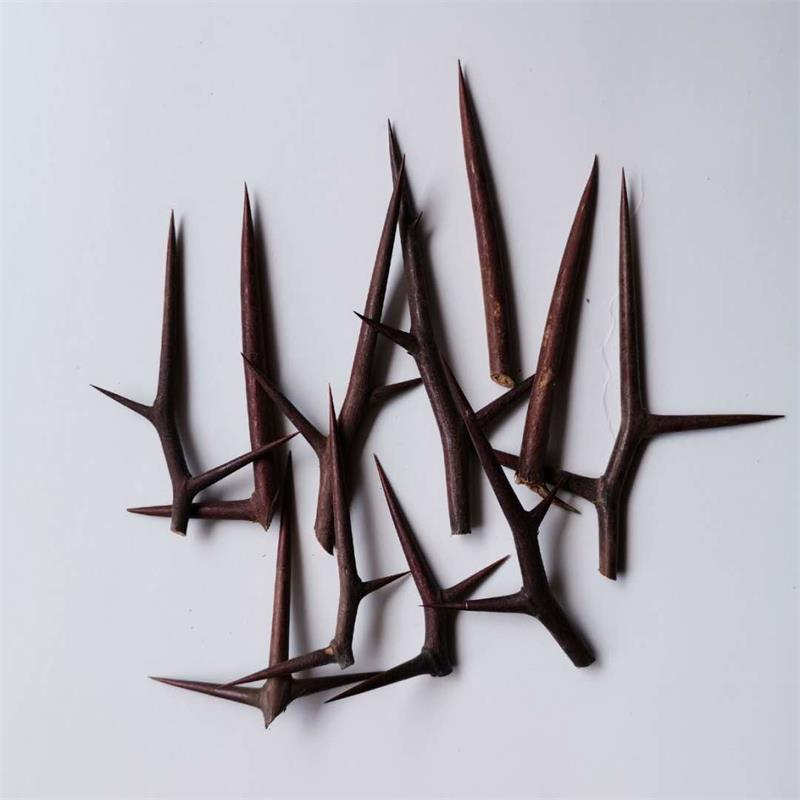 soapberry thorns 6 soapberry thorns - Image 6