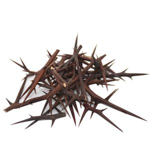 soapberry thorns