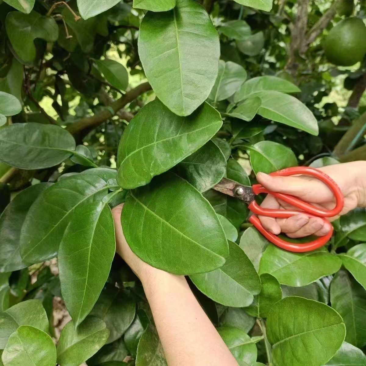 Sun dried Pomelo Leaves
